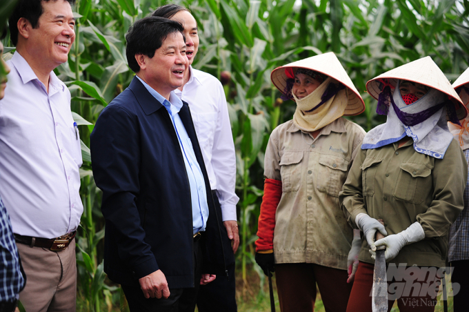 On November 2, Deputy Minister of Agriculture and Rural Development Le Quoc Doanh visited Lien Chau commune, Yen Lac district, Vinh Phuc province to see the model of growing corn for raw materials to produce animal food. At the meeting, he was happy to hear that farmers’ income here was stable, reaching about VND 5 million/month.