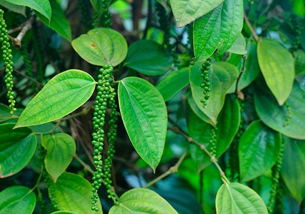 Vietnam’s pepper exported to the UK accounted for the largest volume, but the price is the lowest. Photo. TL. 