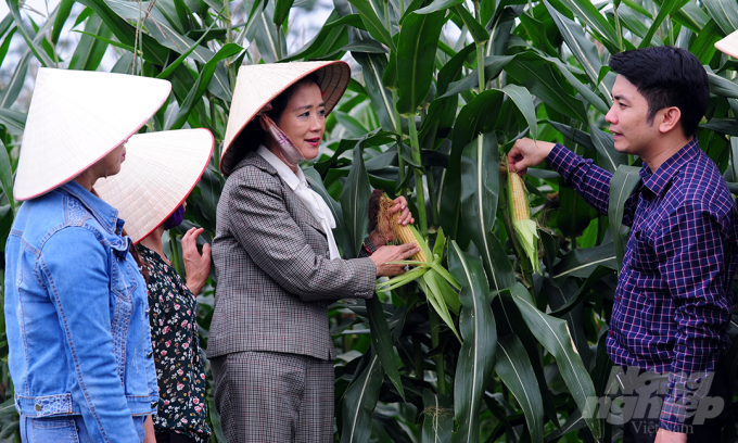 After the seminar, Ms. Ha Thuy Hanh and Director of Vinh Phuc Agricultural Extension Center, Nguyen Hoang Duong visited the field growing silage corn as raw materials for animal feed. Farmers here said they were going to harvest in about 7 to 10 days.