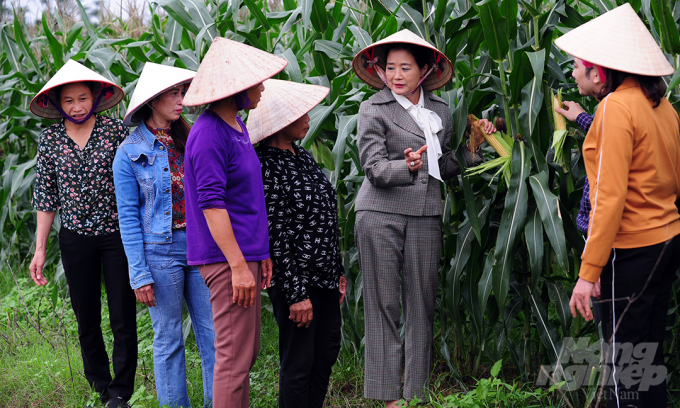 Due to the high planting density, farmers have to use machines to harvest. Ms. Hanh advised corn growers to gather their fields together to facilitate care and harvest. In addition, when the corn starts silking, growers should not use plant protection drugs.