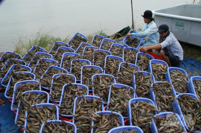 Shrimp exporting to Canada are increasing sharply this year. Photo: Le Hoang Vu.