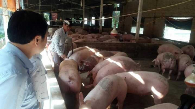 The updated price of live pigs on Nov 11.