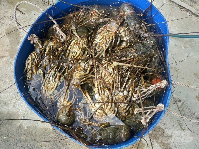 Cage lobster farmers in Song Cau town (Phu Yen) suffered heavy losses due to the mass death of lobsters caused by Storm No.12. Photo: Vu Dinh Thung.
