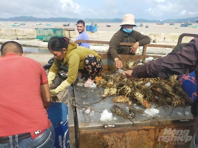 Cage lobster raised in Xuan Dai Bay in Song Cau town (Phu Yen) died from freshwater shock when the farming area flooded. Photo: Vu Dinh Thung.