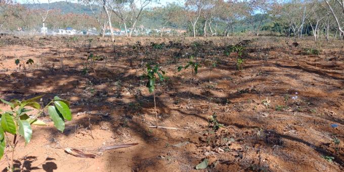 Planted on degraded land, coffee trees grow slowly. Photo: Truong Hong.