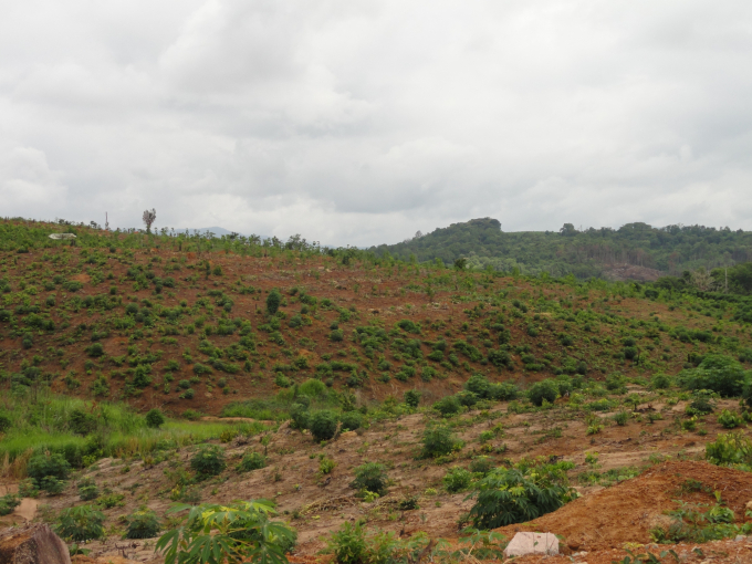 Over 1.1 million hectares of agricultural land in the Central Highlands are severely degraded. Photo: Truong Hong.
