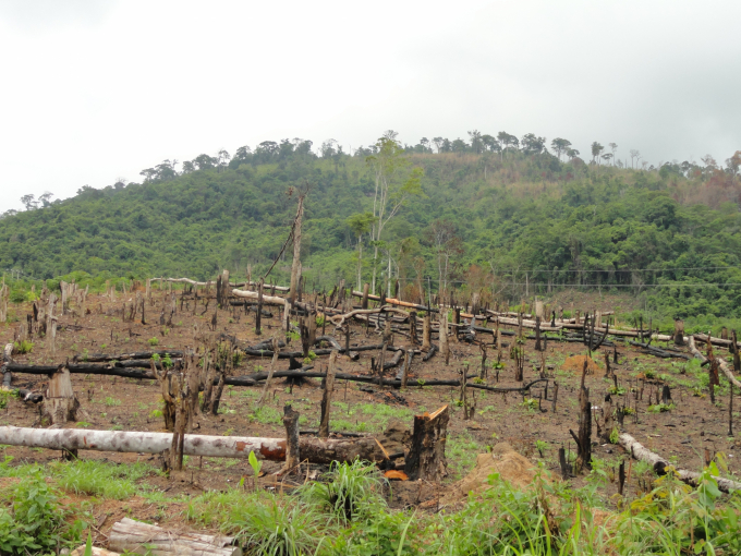 The forest was cut down for cultivated land.