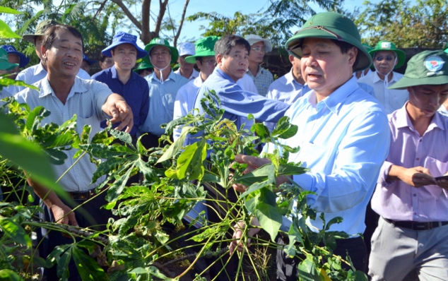 Deputy Minister Le Quoc Doanh is examining the comparable cassava varieties. Photo: Tran Trung.