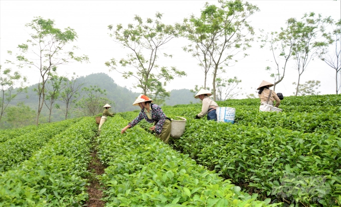 After 5 years of implementation, PPP program for sustainable development of tea industry has achieved multiple positive progresses. Photo: Dao Thanh.