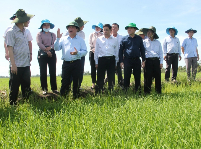 Deputy Minister Le Quoc Doanh surveyed the winter-spring rice crop 2020-2021 in the Mekong Delta. Photo: HP.