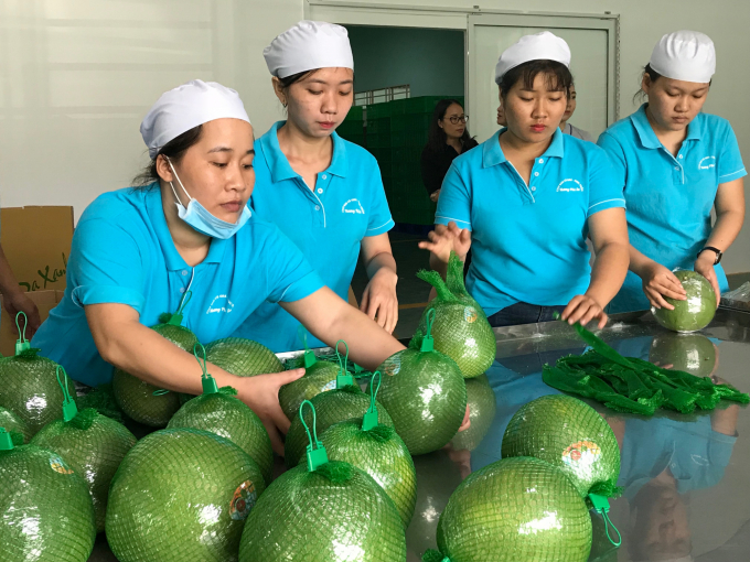 Vietnam's fruit and vegetable exports are expected to regain growth in 2021. Photo: TL.