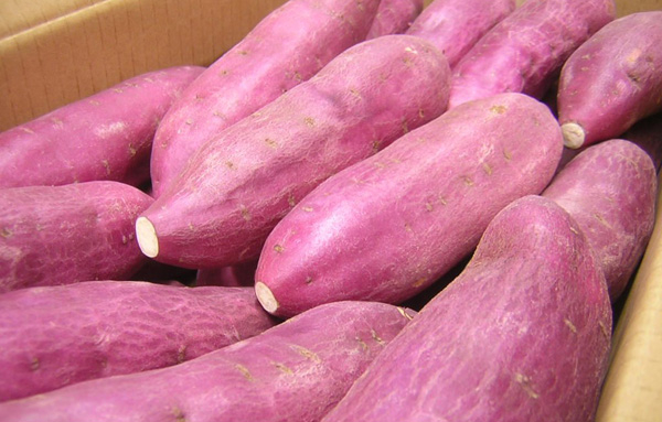 The price of Vietnamese sweet potatoes is three times higher than that of Chinese sweet potatoes exported to Japan. Photo: TL.