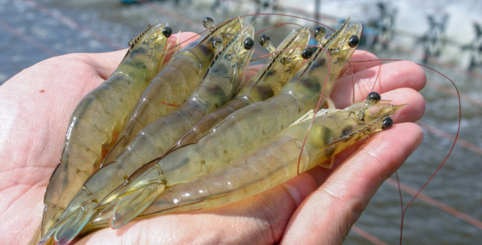 The use of antibiotics in global aquaculture are increasing sharply. Photo: TL.
