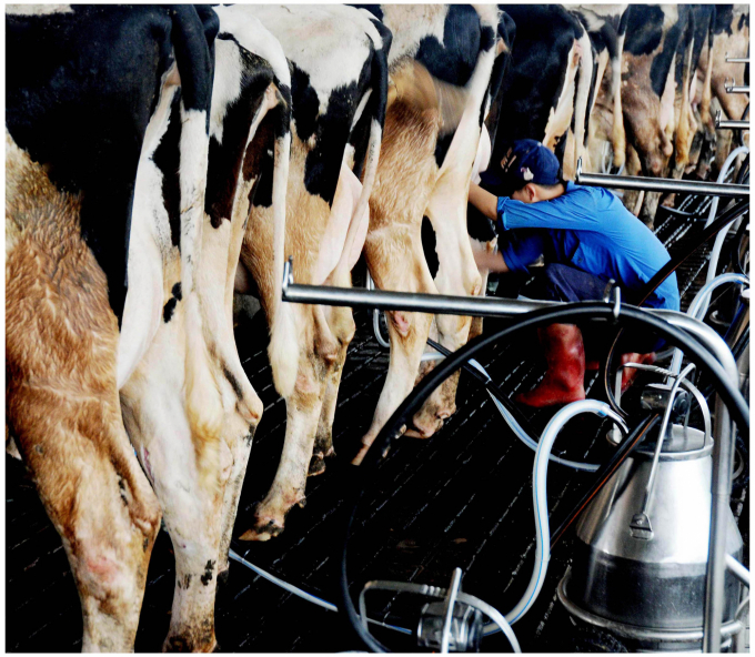 The Ministry of Agriculture and Rural Development will request China to allow more Vietnamese dairy factories to export to this market in the near future. Photo: TL.