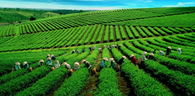 Tea production in Vietnam.