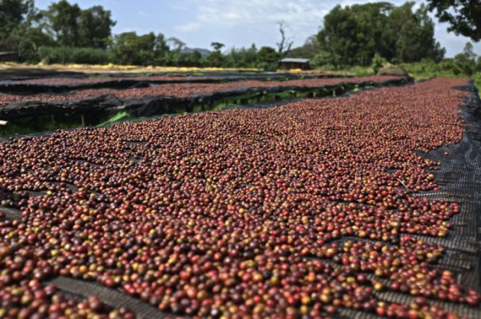 Drying the whole fruit coffee will help reduce pesticide residues. Photo: TL.