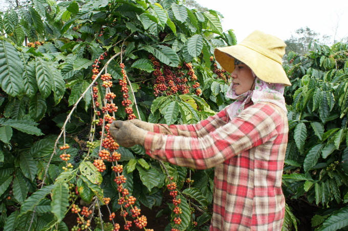 Gia Lai farmers have a much better tradition of cultivating, tending, harvesting and processing than other provinces in the Central Highlands. Photo: TL.