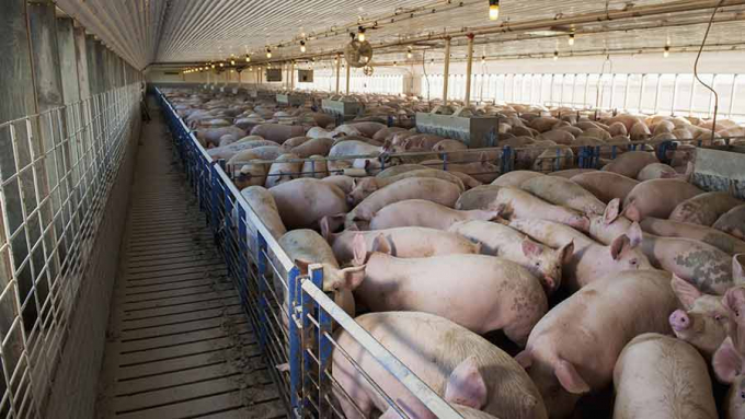 A pig farm in Russia.