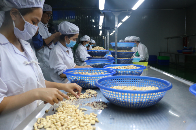 Processing cashew kernels in Vietnam.