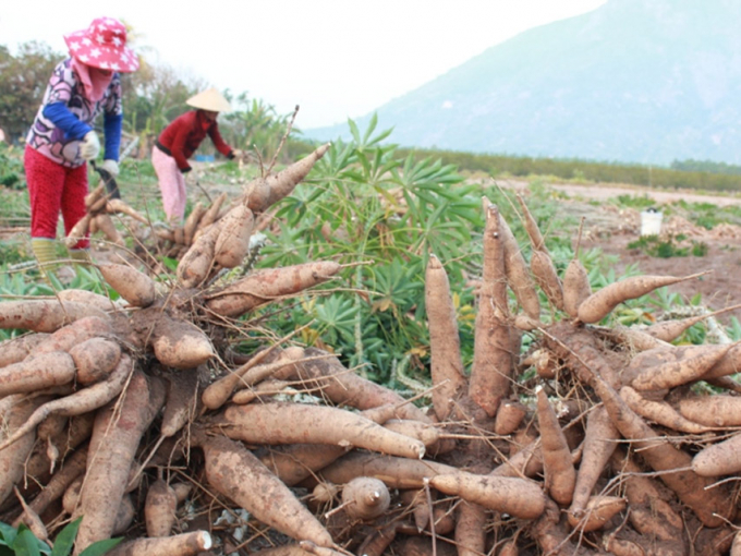 Cassava exports increased sharply in the first month of 2021. Photo: TL.