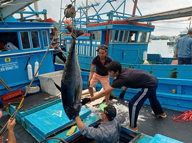Vietnamese fishermen fishing tuna.