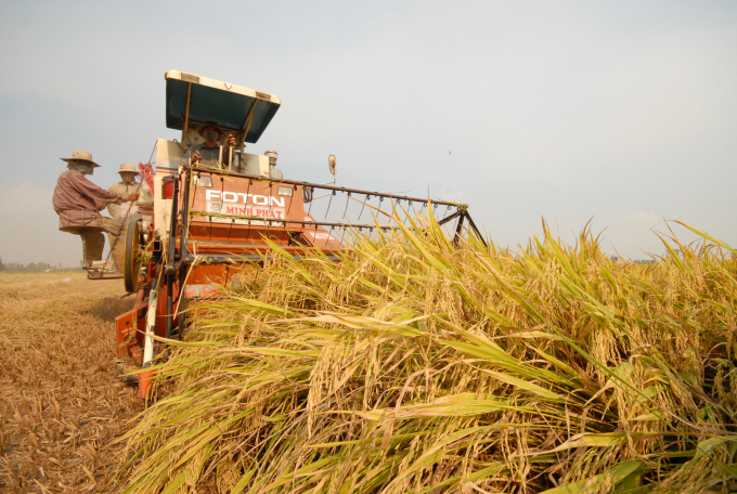 Mekong Delta farmers are entering the harvest season of early winter-spring rice. Photo: Le Hoang Vu.