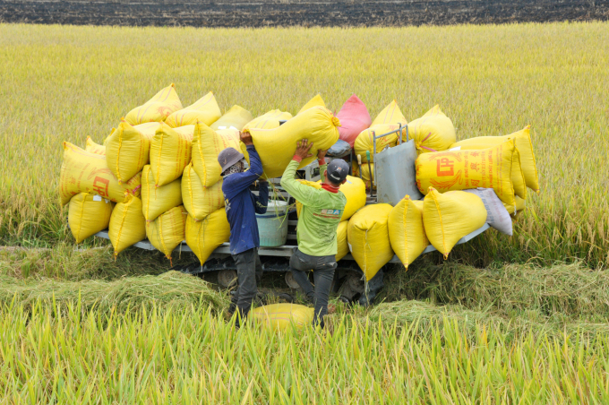 Currently, prices of fresh long-grain rice varieties such as Dai Thom 8, OM5451, and OM18 are at a rate between VND 6,600 and 7,000 per kilogram as purchased by the traders right on the field, while IR50404 VND 6,400 – 6,500 per kilogram. Photo: Le Hoang Vu.