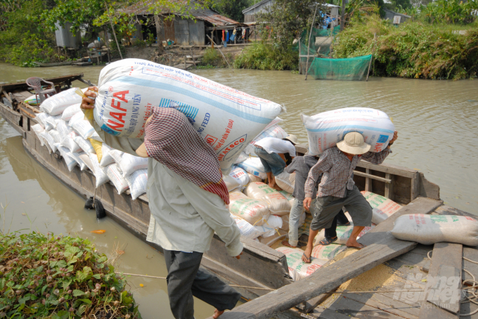 Particularly, in this year’s winter-spring, a majority of farmers received deposits and agreed to sell fresh rice in the fields to traders. Photo: Le Hoang Vu.