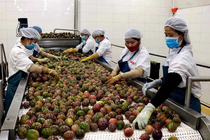 Passion fruits are a Vietnam’s high-value product for export. Photo: Tung Dinh.
