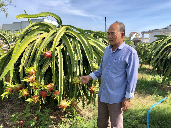 Currently in Binh Thuan province, there are few gardens with ripe dragon fruits to harvest. Photo: KH.