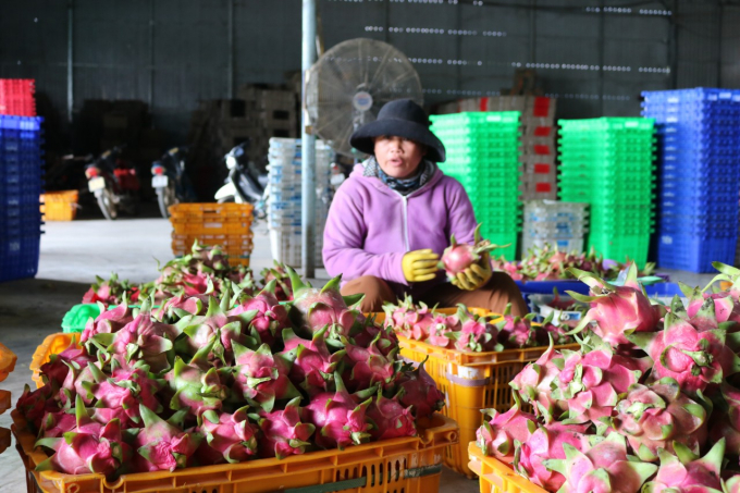 Currently, businesses receive many orders for dragon fruits from China, so they are promoting purchase of this fruit. Photo: KS.