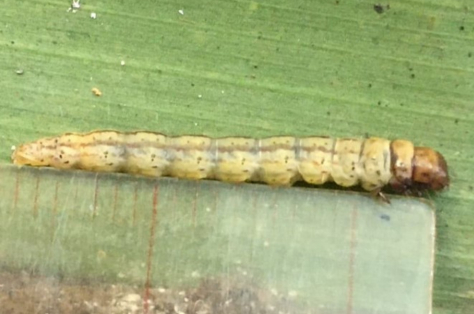 Black-headed caterpillars broke out in Ben Tre from July 2020. Photo: Minh Dam.