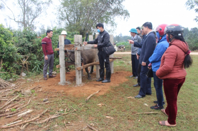 Pilot vaccination against African swine fever virus (LSDV) conducted in Quang Tri province. Photo: NT.