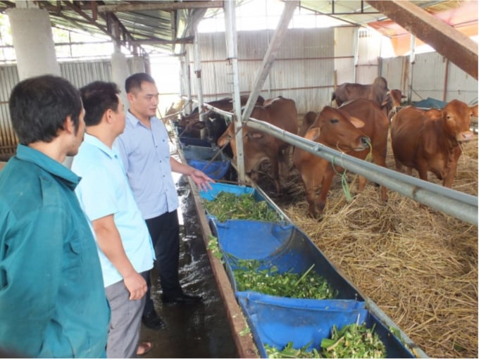 Minister Nguyen Xuan Cuong underscored that in addition to modern livestock farming, it is necessary to tap the strengths of agricultural household model. Photo: Le Ben.