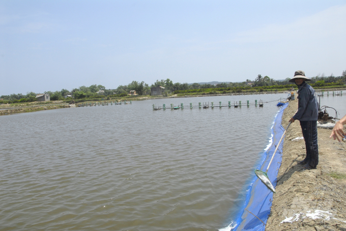 Shrimp farmers in Tuy Phuoc district (Binh Dinh) are checking the salinity of the water source before stocking. Photo: Vu Dinh Thung.