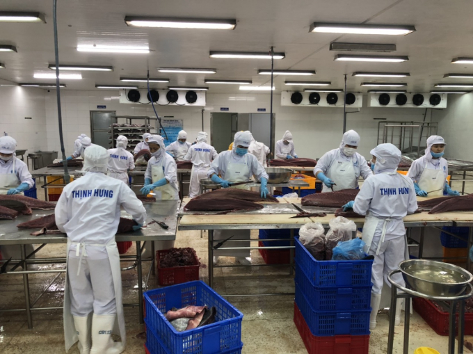 In early 2021, Vietnamese tuna exporters received many orders from other countries, especially the US. Photo: BQ.