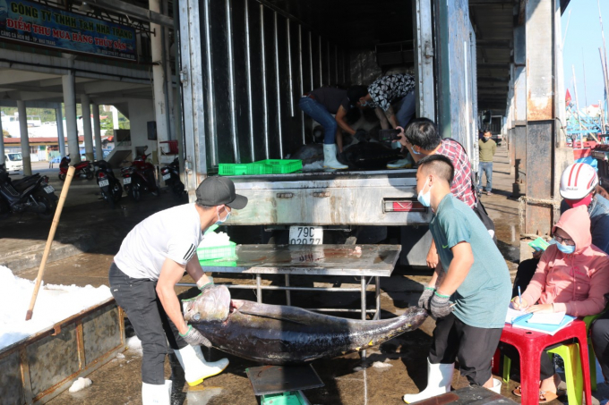 Enterprises are promoting the purchase of tuna for processing and export. Photo: KS.
