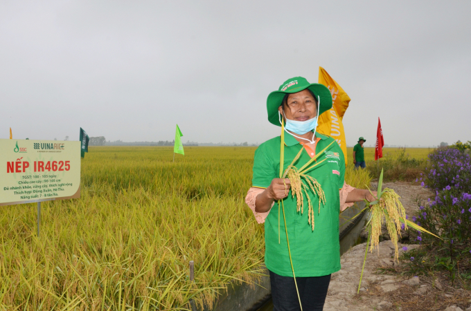 Farmers fully appreciated rice varieties distributed by Vinarice. Photo: Minh Dam.