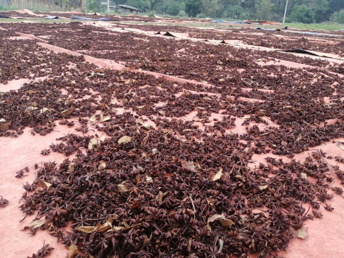 Fresh anise is priced at VND 72,000/kg, dried anise is priced at VND 300,000-320,000/kg, the highest in recent years. Photo: Trung Quan.