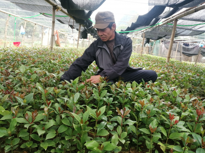 Growers select high yield anise tress to multiply in the next crop. After being planted, the trees can be harvested within about 10 years, so the quality of seedlings is a very important for the anise growing areas in Lang Son. Photo: Trung Quan.