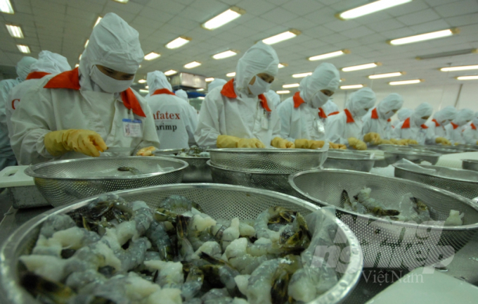 Processing of Vietnamese shrimps for exportation has had opportunities and prospects since the first day of 2021. Photo: Le Hoang Vu.