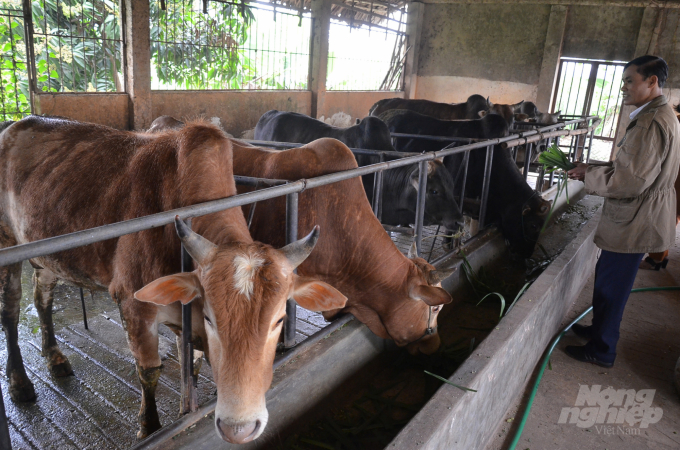 The Vietnamese yellow cattle in Mr. Khanh's farm. Photo: Duong Dinh Tuong.