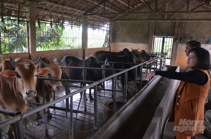 People visiting Mr. Khanh's cattle rasing farm. Photo: Duong Dinh Tuong.