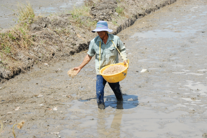 Mekong Delta farmers have started 2021 summer – autumn main crop, demand for rice seeds is increasing dramatically. Photo: Hoang Vu.