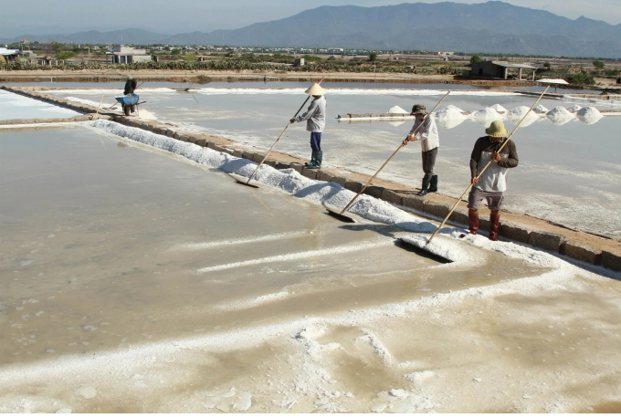 Ninh Thuan is the locality with the largest salt production and area in the country. Photo: Mai Phuong.