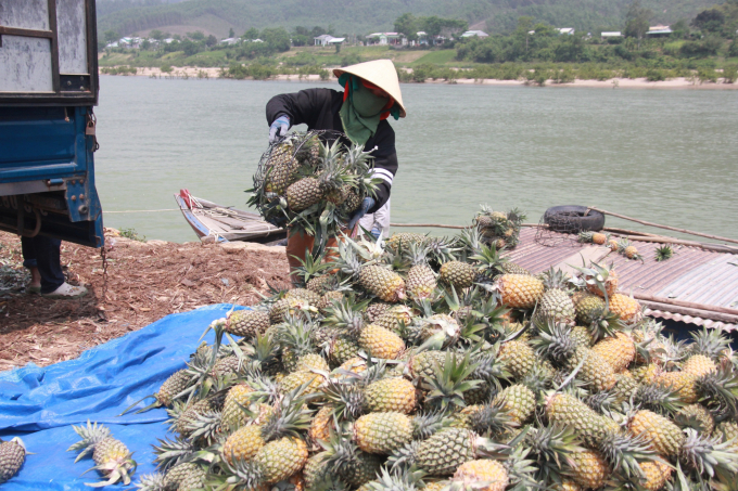 Pineapple growers in Quang Nam are happy to have a good season for good prices. Photo: L.K.