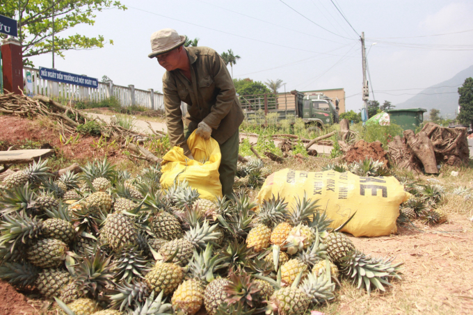 Pineapple has a good season with the price being twice as high as usual; farmers earn tens of million dongs per hectare in profit. Photo: L.K.