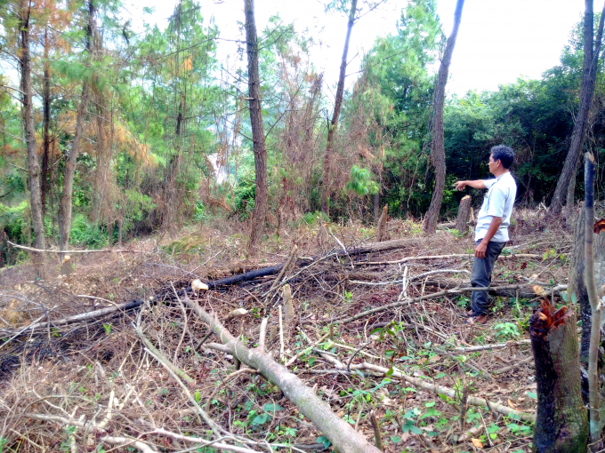 Diện tích rừng sản xuất tại Tiểu khu 775 do Công ty TNHH MTV Lâm nghiệp Đường 9 quản lý bị người dân lấn chiếm. Ảnh: QT.
