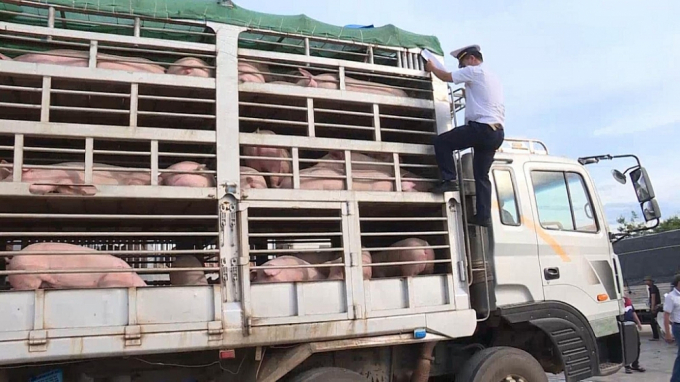 Kiểm tra lợn giống tại Cửa khẩu Lao Bảo. Ảnh: HQQT.