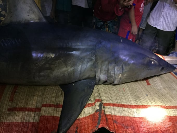 Con cá mập xanh trôi dạt vào sông Bến Hải được người dân đưa lên bờ. Ảnh: CĐ.
